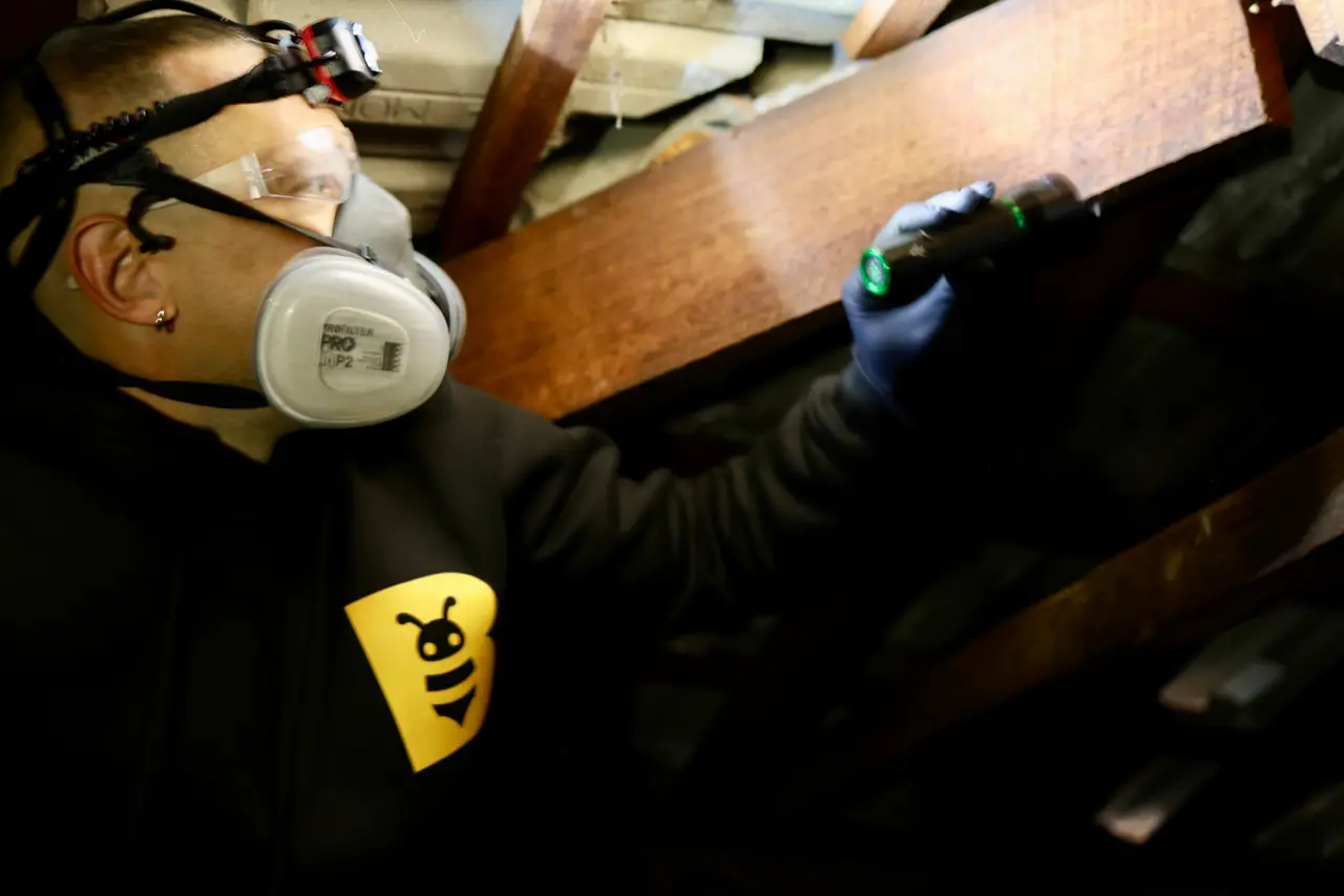 Fabien inspecting roof timbers with a torch during a rodent treatment.